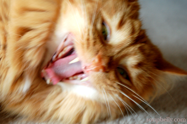 Yawn peaches Yawn peaches