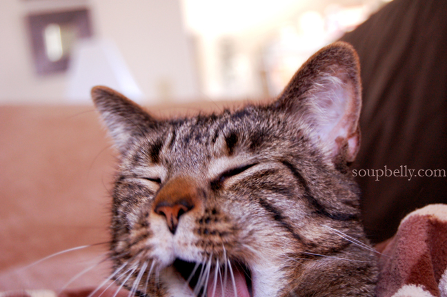 yawn yawn