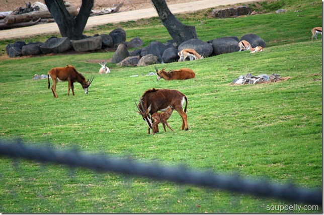 DSC_0090